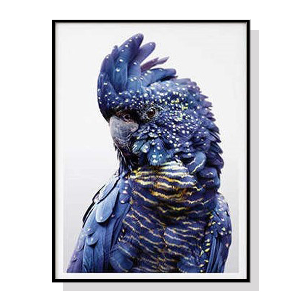 V207-1085_Black-Cockatoo-A_1 Wall Art 50cmx70cm Black Cockatoo A Black Frame Canvas - Image 1