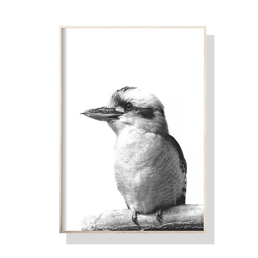 V207-1256_Kookaburra_1 Wall Art 50cmx70cm Kookaburra Black Frame Canvas - Image 1