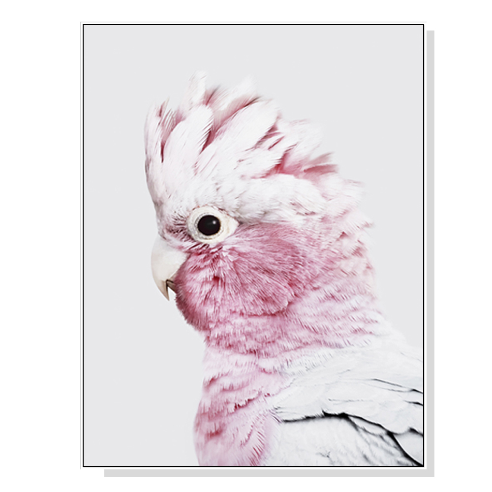 V207-1454-1-145865-00 Wall Art 40cmx60cm Pink Galah White Frame Canvas - Image 1