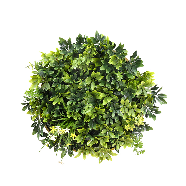 V278-CCGA153V027-DAFFODIL-69085-00 YES4HOMES Artificial Green Wall Plant Garden Panel Daffodil Smile Disc Art 50cm Grassy UV Resistant Frame - Image 1