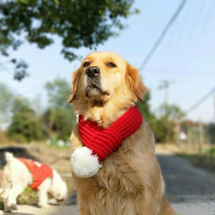 V562-4016621640DBT-202503201712-00 Pet Christmas Wool Scarf Dog Saliva Towel - Size M - Image 1