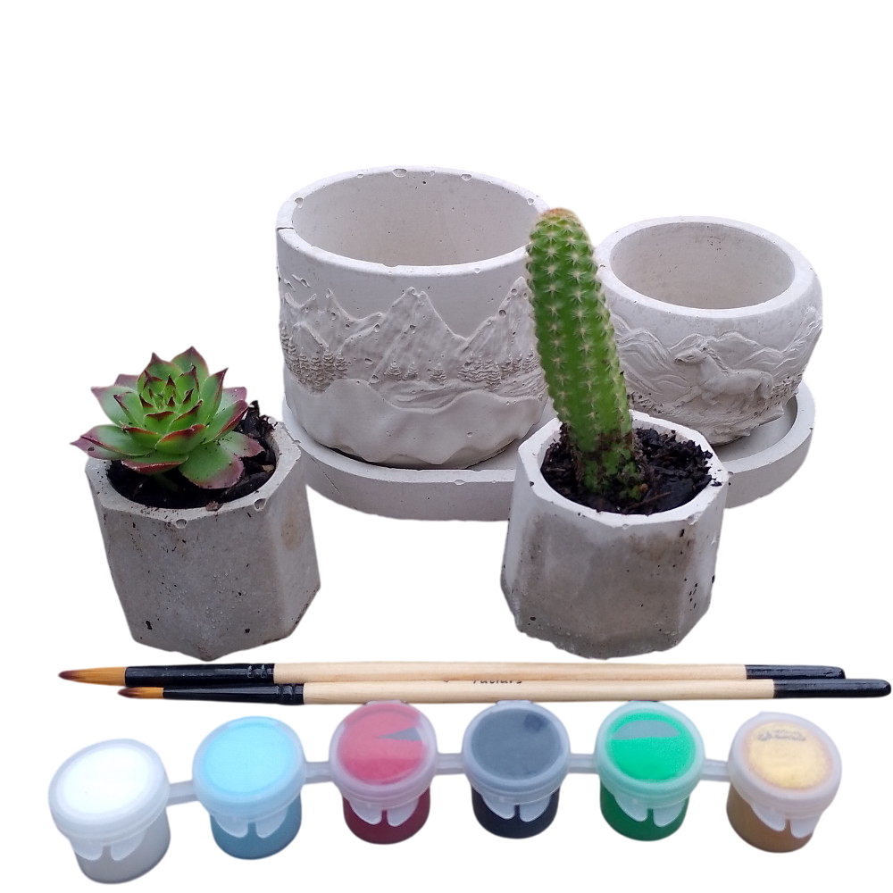 V1067-SUCC-MIX-6-202508150855-00 Succulent planter, landscape kit - Image 1