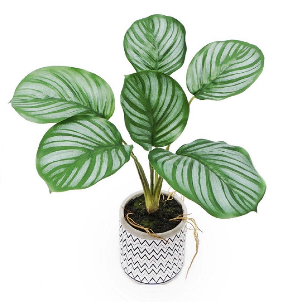 V637-AFL30467C-202508251545-00 Artificial Calathea in Cement Pot 31cm - Image 1