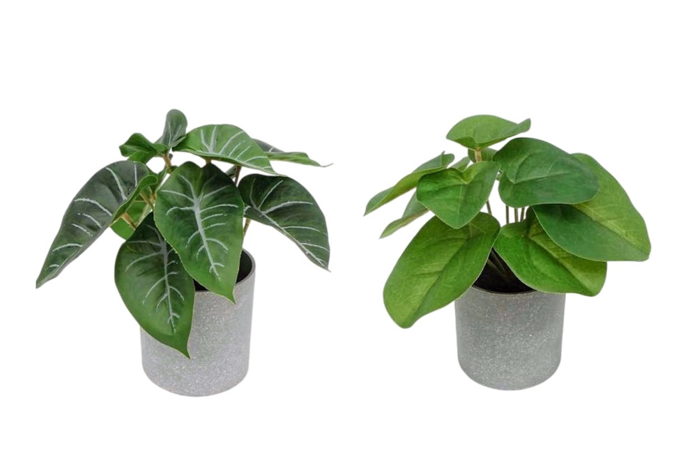 V637-AFL30968-202508251555-00 Set 2 Artificial Syngonium & Pilea In Plastic Pot 7x17cm - Image 1